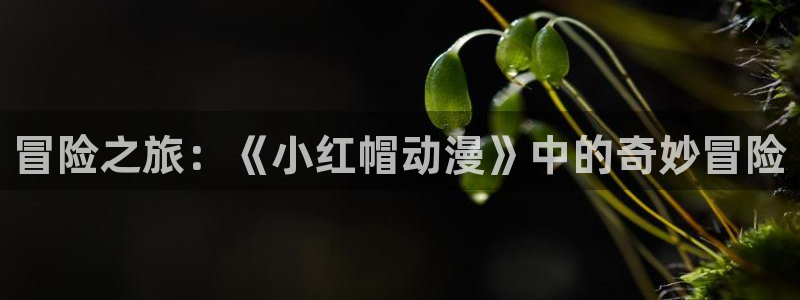 colamanage漫画：冒险之旅：《小红帽动漫》中的奇妙冒险